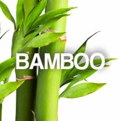 Bamboo (22)